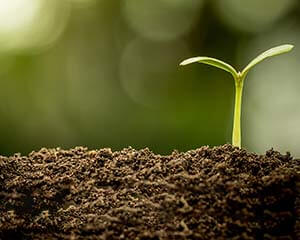 soil