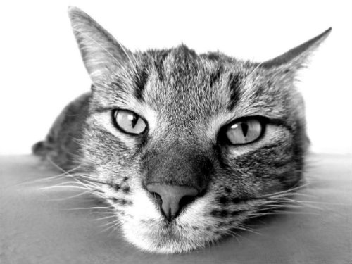 Black and white photo of a cat peering closely into the camera lens.