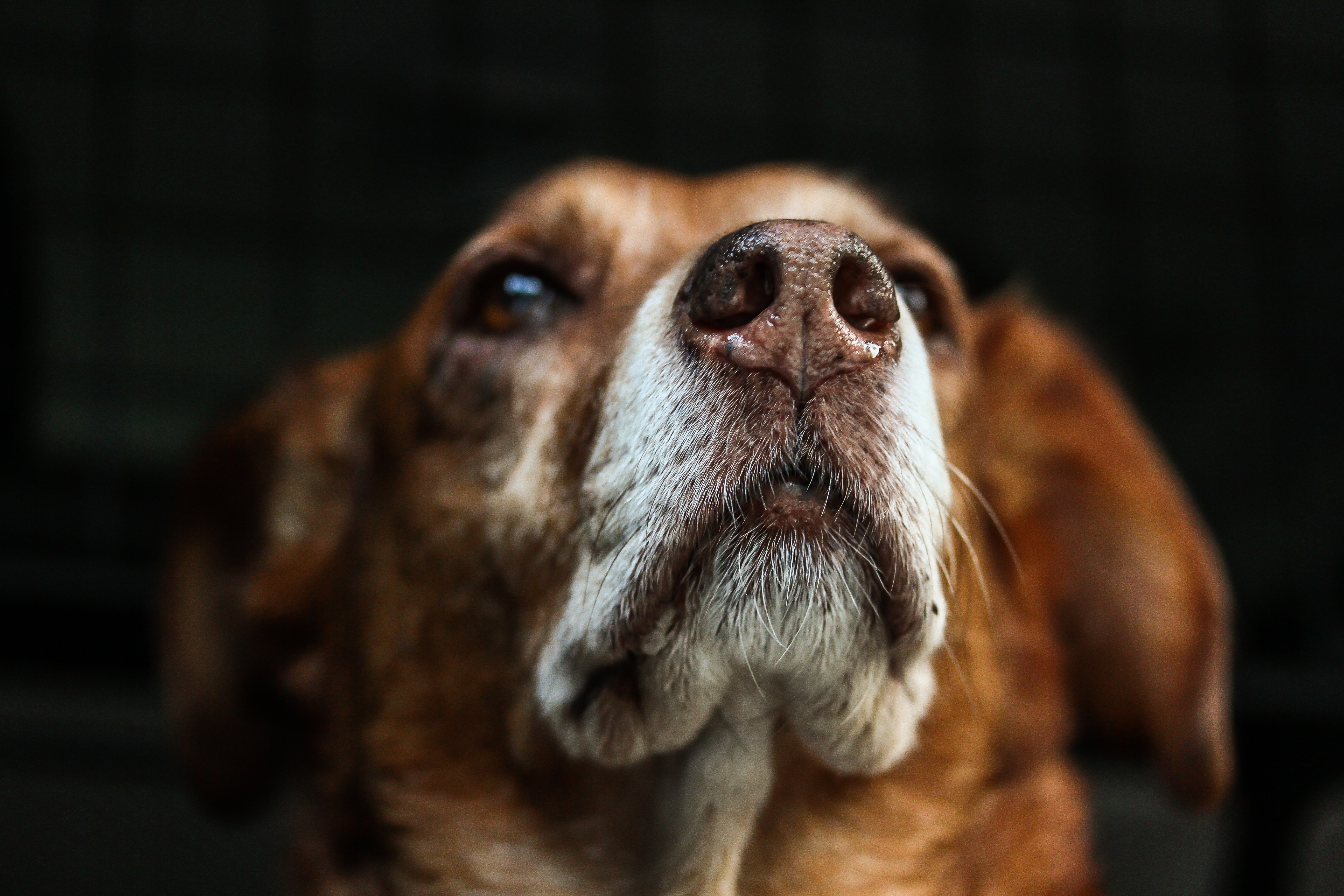 Close up of a brown dog with warm, expressive eyes and a white snout.