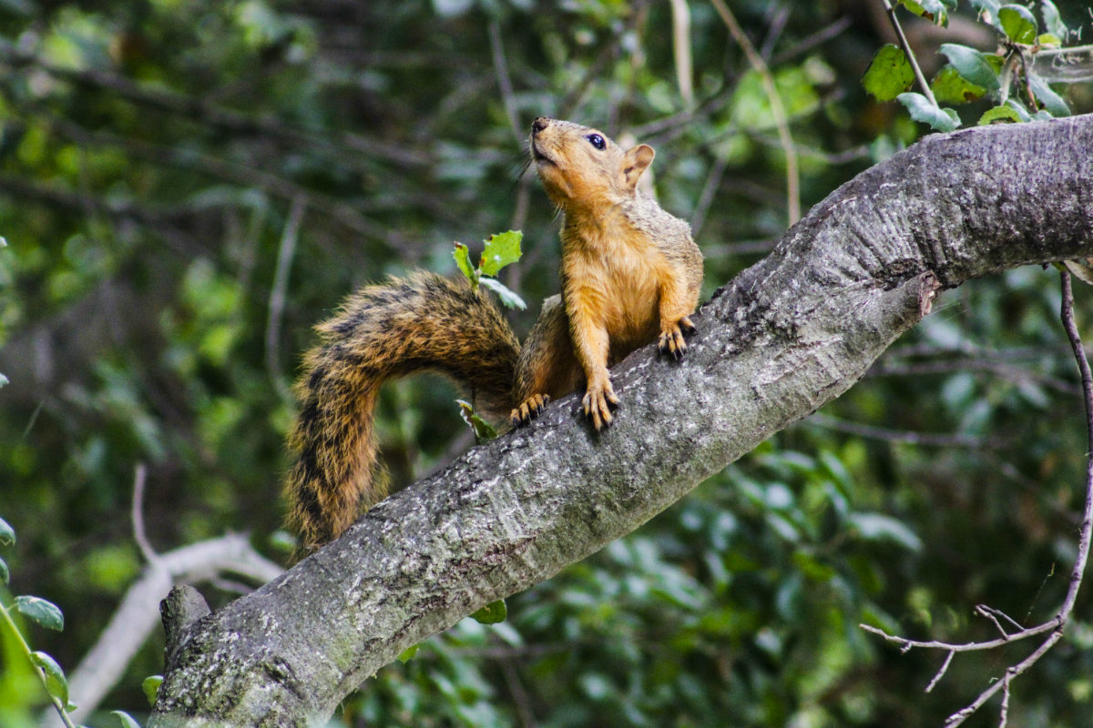 A squirrel perches on a tree branch. Green leaves and more branches cover the background.