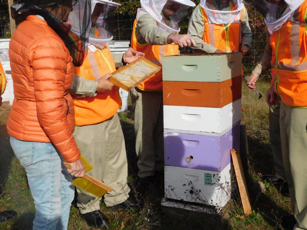 bees (3)