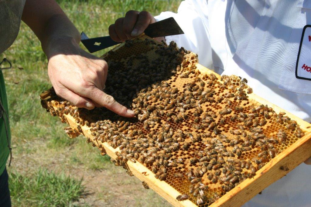 bees (4)