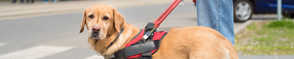 Can A Hotel Ask For Proof Of Service Dog