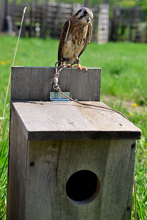 American Kestrel on nest box
