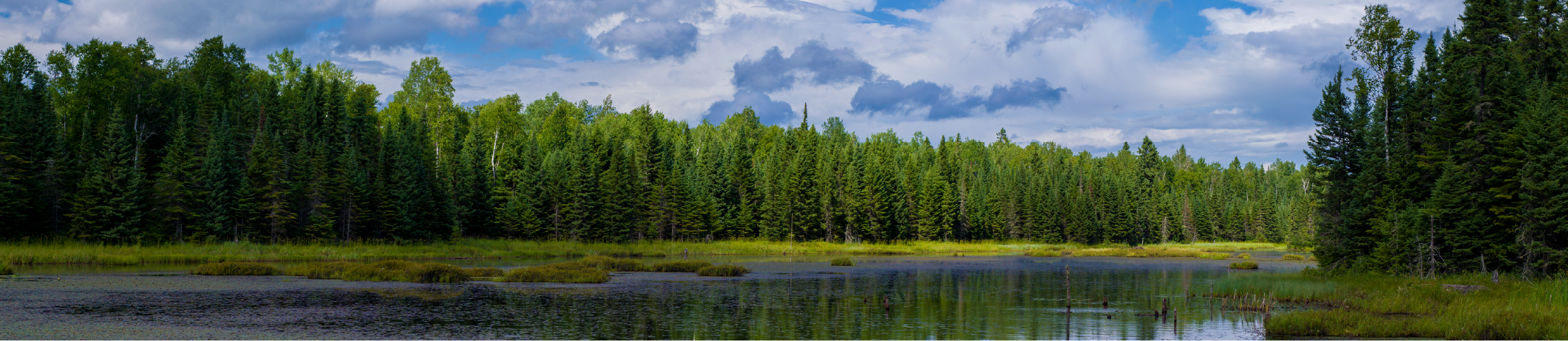 An image of a river lined with pine trees