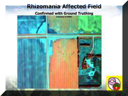Rhizomania detection in sugar beets