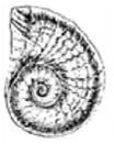 Black and white drawing of fossil shell