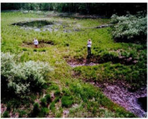 Sinkholes in a grassy area 