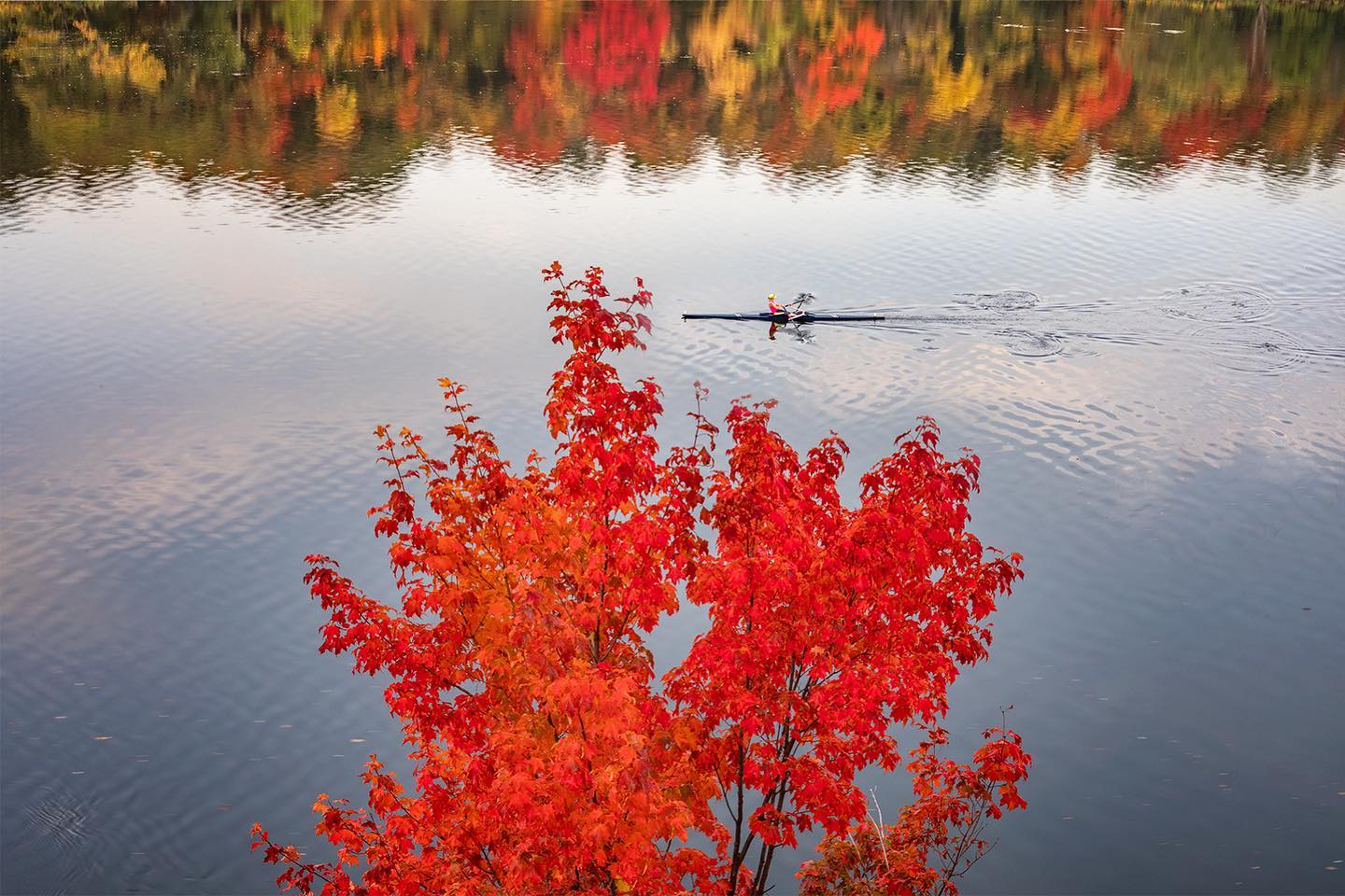 Maple tree and rower on river
