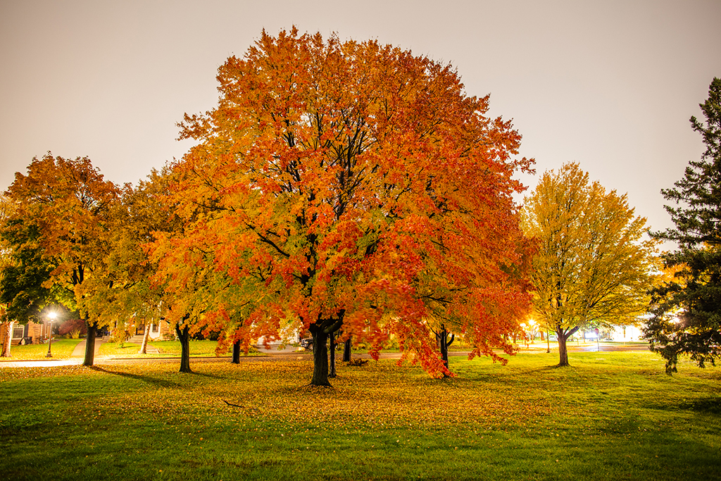 Maple tree in autumn
