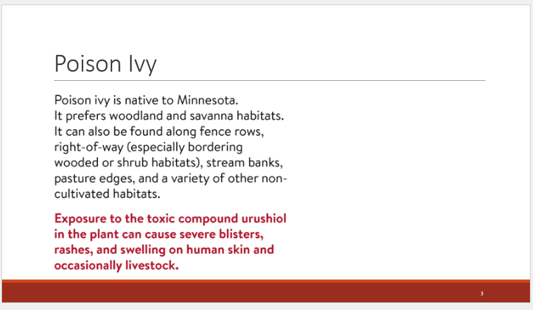 Screenshot of PowerPoint slide with content about Poison Ivy. The final paragraph is a shade of red to alert visual warning about exposure to poison ivy exposure.