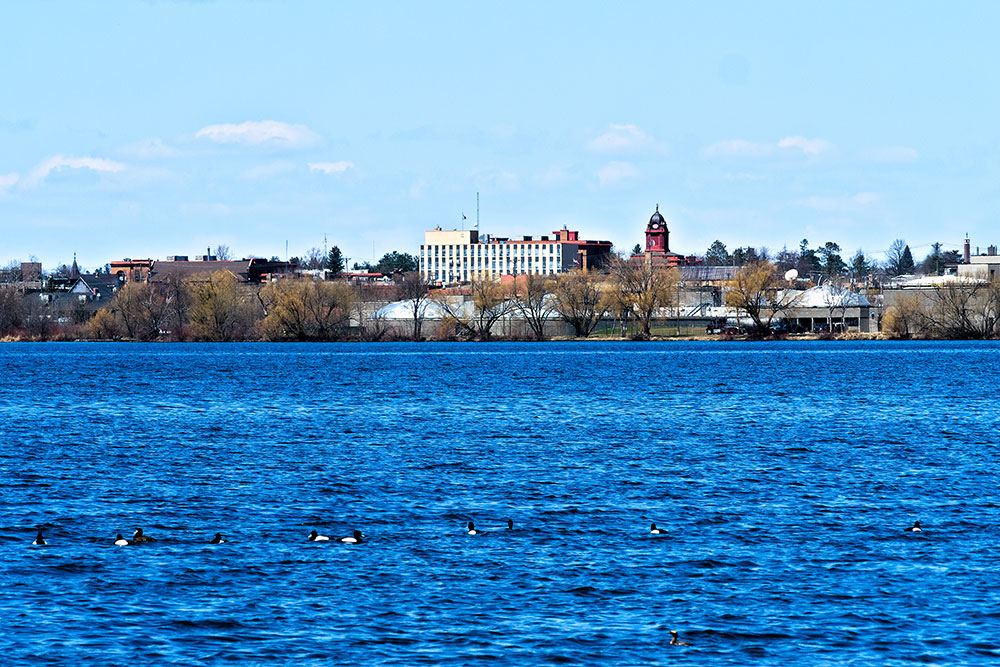 Bemidji, Minnesota across Lake Irving on sunny day with ducks in foreground