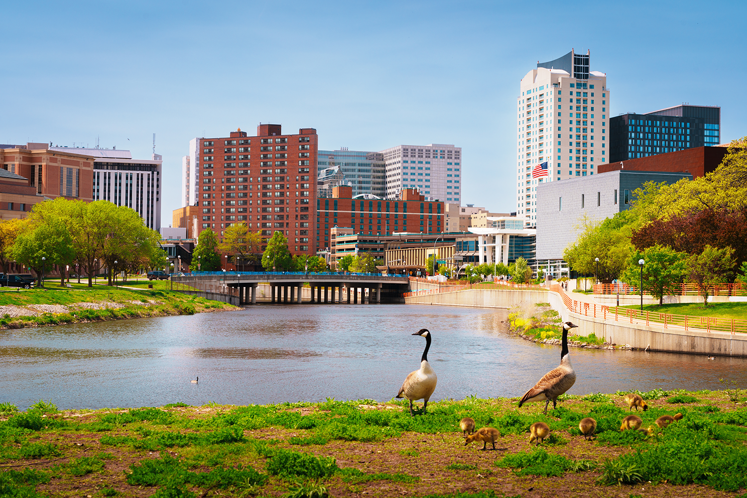 Rochester, Minnesota, USA cityscape on the Zumbro River. A family of geese walk along the riverbank.