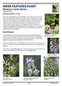 Thumbnail image for BWSR Featured Plant