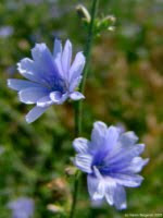 Chicory Flowers