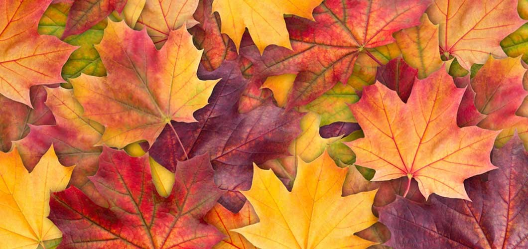 fall leaves