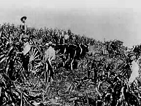 Workers in a field