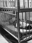 Crib enclosures, Boswell Hall