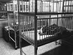 Crib enclosures, Boswell Hall