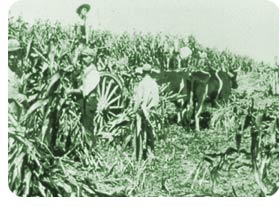 Harvesting Corn