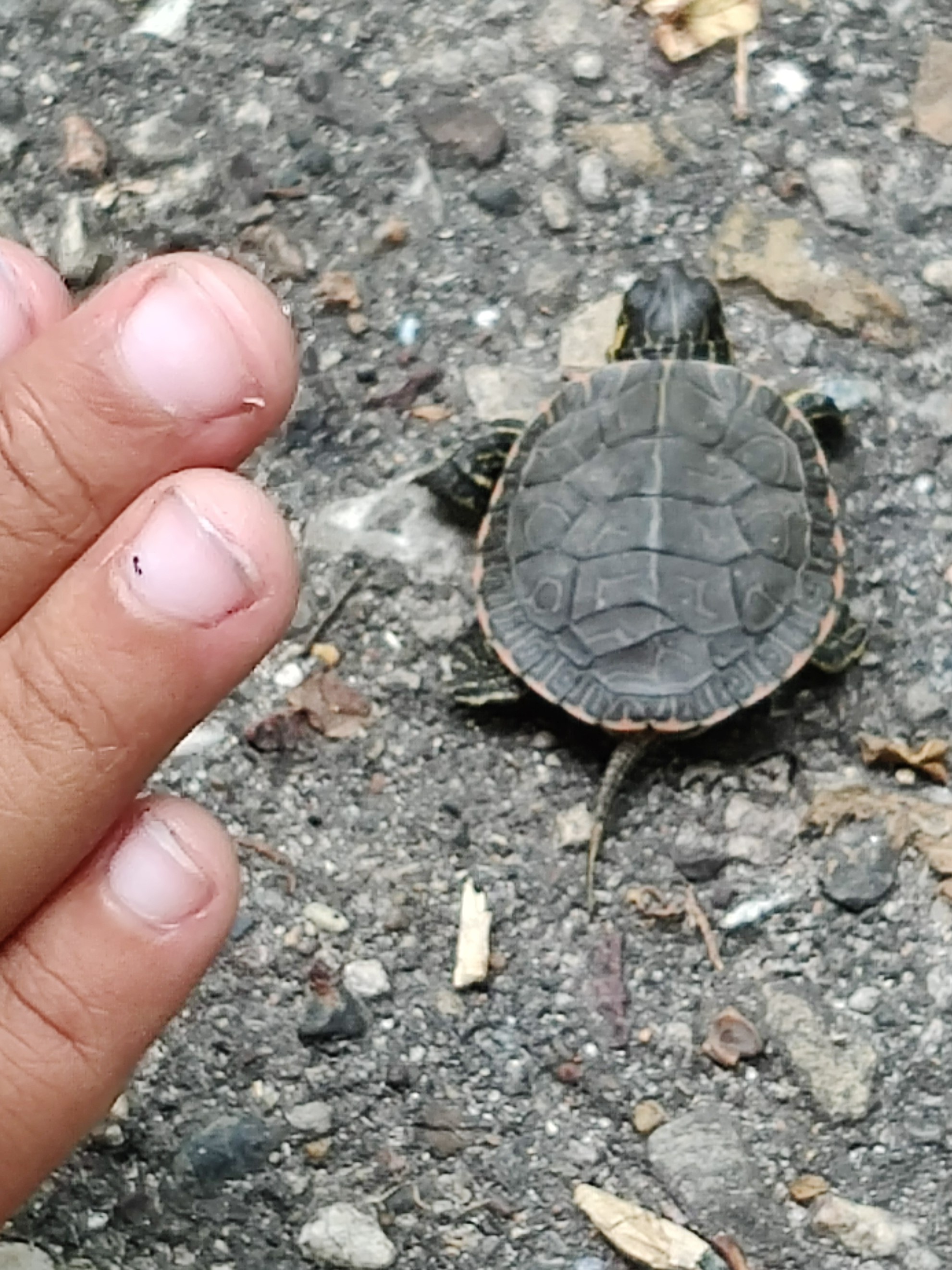 Helping a Turtle Helping a Turtle